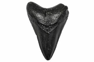 Fossil Megalodon Tooth - South Carolina #341467