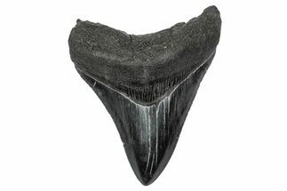 Serrated, Fossil Megalodon Tooth - South Carolina #341468