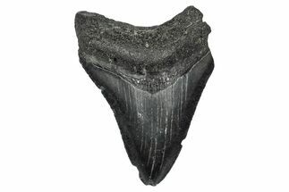 Serrated, Fossil Megalodon Tooth - South Carolina #341471