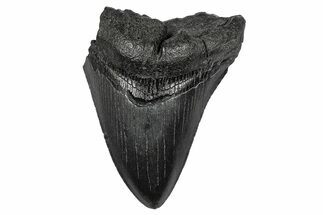 Serrated, Fossil Megalodon Tooth - South Carolina #341480