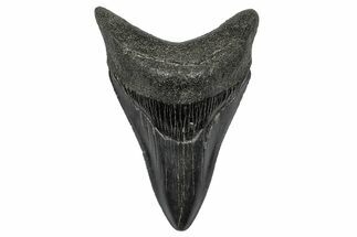 Serrated, Fossil Megalodon Tooth - South Carolina #341488