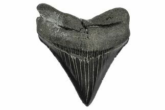 Serrated, Juvenile Megalodon Tooth - South Carolina #341494
