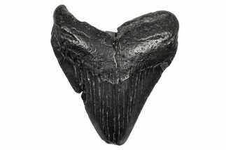 Fossil Megalodon Tooth - South Carolina #341501