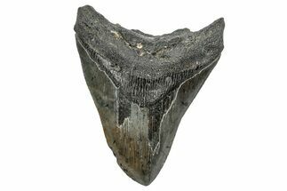 Fossil Megalodon Tooth - South Carolina #344632
