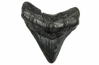 Fossil Megalodon Tooth - South Carolina #344635