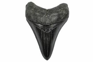 Fossil Megalodon Tooth - South Carolina #344639