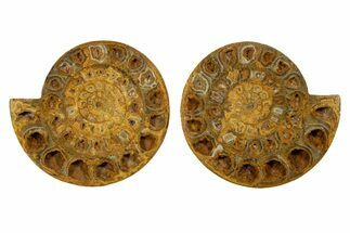 Cut & Polished Jurassic Ammonite (Perisphinctes) Fossil #344933