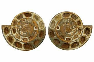 Cut & Polished Jurassic Ammonite (Perisphinctes) Fossil #344936