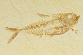 Detailed Fossil Fish (Diplomystus) - Wyoming #345364