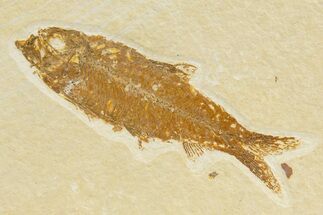 Detailed Fossil Fish (Knightia) - Wyoming #345365