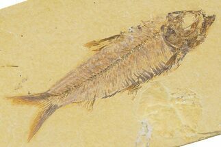 Detailed Fossil Fish (Knightia) - Wyoming #345369
