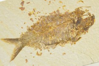 Detailed Fossil Fish (Knightia) - Wyoming #345380