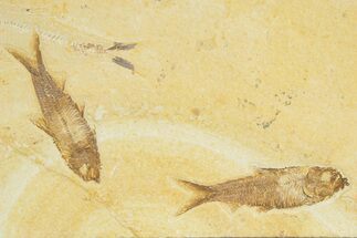 Limestone with Two Fossil Fish (Knightia) - Wyoming #345399