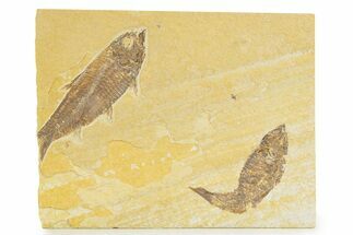 Limestone with Two Fossil Fish (Knightia) - Wyoming #345403