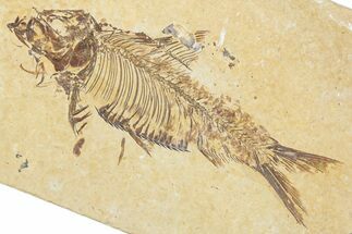 Detailed Fossil Fish (Knightia) - Wyoming #345387