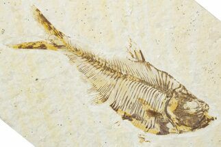 Detailed Fossil Fish (Diplomystus) - Wyoming #345388
