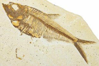Detailed Fossil Fish (Diplomystus) - Wyoming #345391