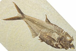 Detailed Fossil Fish (Diplomystus) - Wyoming #345395
