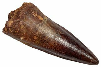 Fossil Spinosaurus Tooth - Beautiful Enamel Preservation #345415