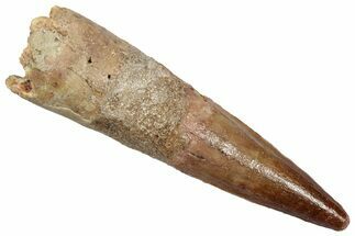 Bargain, Fossil Spinosaurus Tooth - Real Dinosaur Tooth #345424