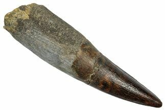 Bargain, Fossil Spinosaurus Tooth - Real Dinosaur Tooth #345425