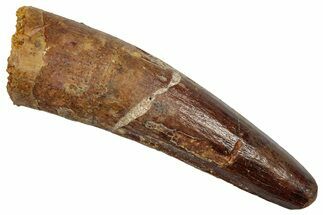Fossil Spinosaurus Tooth - Real Dinosaur Tooth #345436