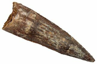 Fossil Spinosaurus Tooth - Real Dinosaur Tooth #345450