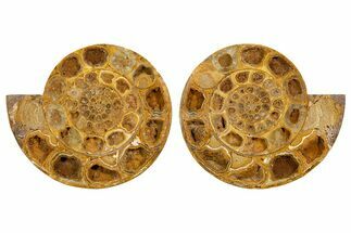 Cut & Polished Jurassic Ammonite (Perisphinctes) Fossil #344937