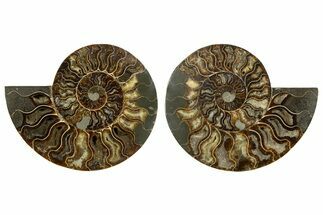 Large, Cut & Polished Ammonite Fossil - Madagasar #345533