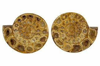 Cut & Polished Jurassic Ammonite (Perisphinctes) Fossil #344945