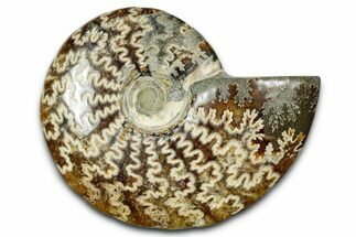Polished Ammonite (Cleoniceras) Fossil - Madagascar #344290