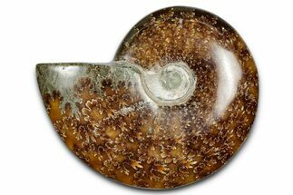 Polished Ammonite (Cleoniceras) Fossil - Madagascar #344306