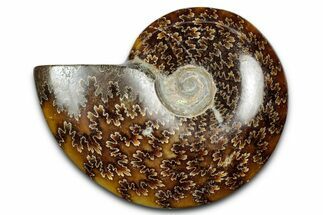 Polished Ammonite (Cleoniceras) Fossil - Madagascar #344313