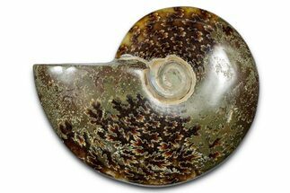 Polished Ammonite (Cleoniceras) Fossil - Madagascar #344316