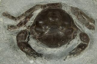 Eocene Fossil Crab (Pulalius) - Washington State #345509