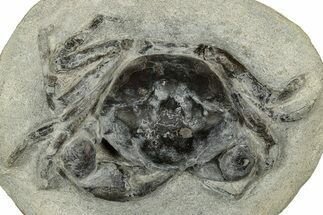 Eocene Fossil Crab (Pulalius) - Washington State #345510