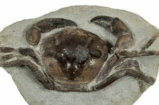 Fossil Crabs For Sale