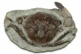 Eocene Fossil Crab (Pulalius) - Washington State #345524