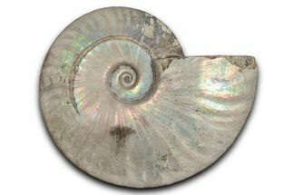 Silver Iridescent Ammonite (Cleoniceras) Fossil - Madagascar #345590
