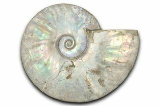 Silver Iridescent Ammonite (Cleoniceras) Fossil - Madagascar #345598
