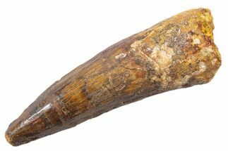 Fossil Spinosaurus Tooth - Real Dinosaur Tooth #345558