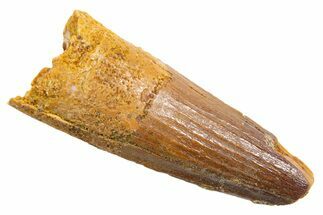 Fossil Spinosaurus Tooth - Real Dinosaur Tooth #345567