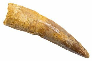 Fossil Spinosaurus Tooth - Real Dinosaur Tooth #345571