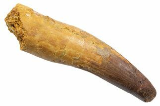 Bargain, Fossil Spinosaurus Tooth - Real Dinosaur Tooth #345573