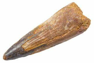 Fossil Spinosaurus Tooth - Real Dinosaur Tooth #345575