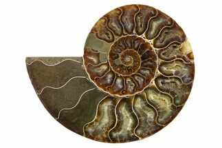 Cut & Polished Ammonite Fossil (Half) - Madagascar #345614