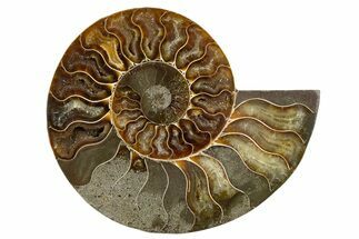 Cut & Polished Ammonite Fossil (Half) - Madagascar #345617