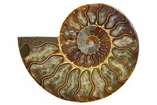 Cut & Polished Ammonite Fossil (Half) - Madagascar #345640