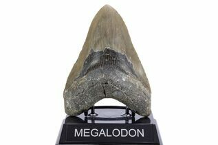 Fossil Shark Teeth For Sale
