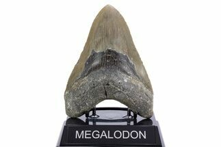 Serrated, Fossil Megalodon Tooth - North Carolina #345661